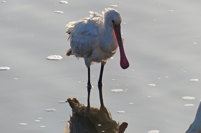 08 02 15_1654_edited-1.jpg - SPOONBILL  HOLES BAY -  8.2.15